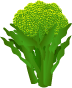菜の花