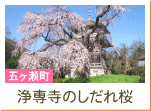 浄専寺のしだれ桜（五ヶ瀬町）