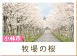牧場の桜（小林市）