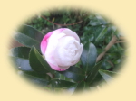 �R����