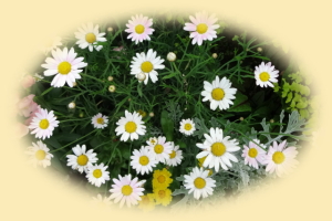 �}�[�K���b�g