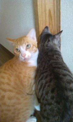 �ʤˤ�����衩