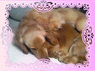 ��ɤ�Ƕ����o(��ϡ�)o
