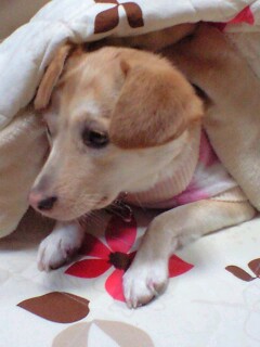 �����ʤ鸫�Ĥ���ʤ�����U���͡�U