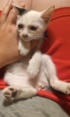 �ʤˤ����顩