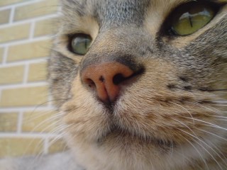 ���ܡ�����