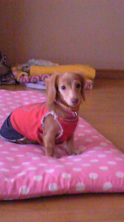 ���ޤ�ƭ�����ˤʤ�ޤ���(*^.^*)