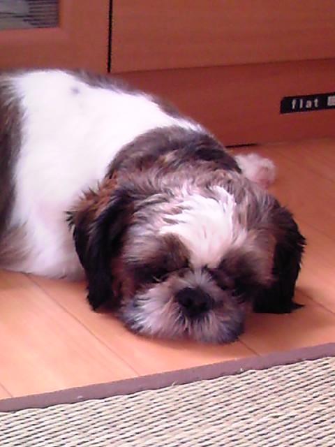 ���襹��zzZ