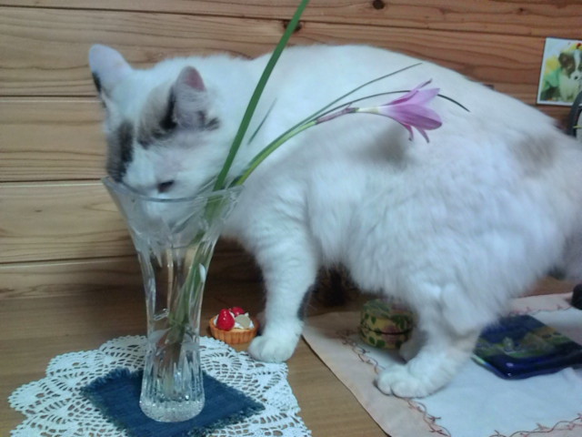 �Τɴ������ˤ㤢