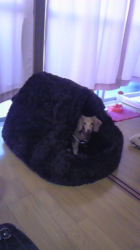 sakura's room��