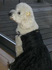 �ɥ쥹���å�