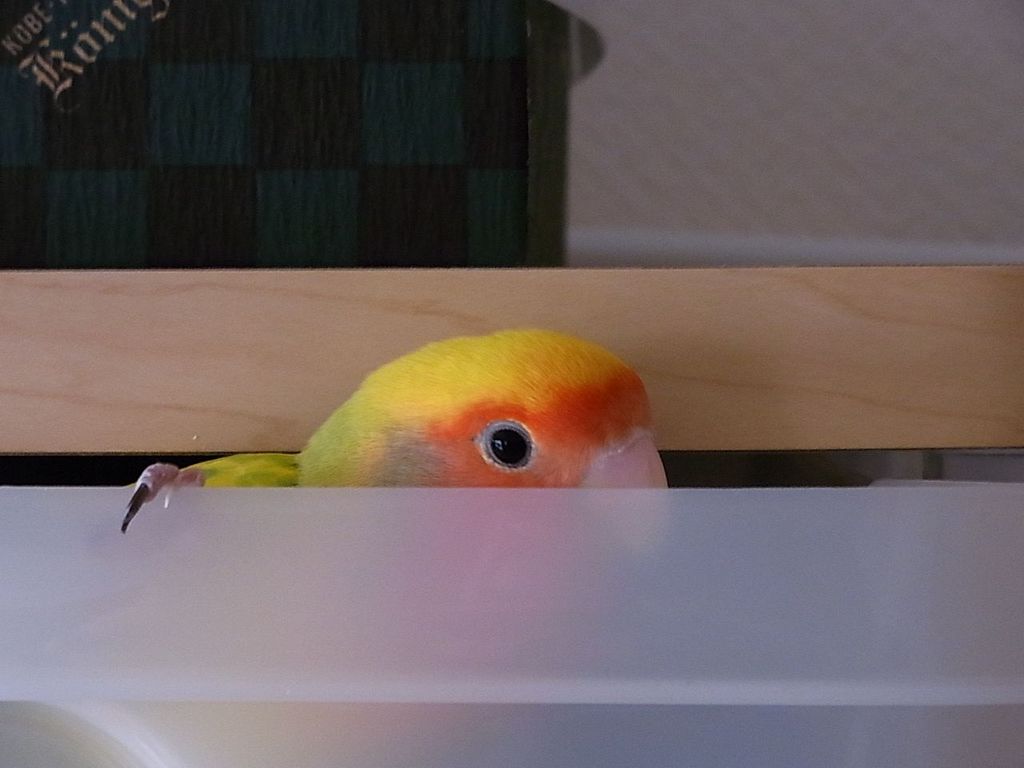 ���Ƥޤ��衢����