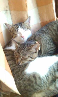�ޤɤ���