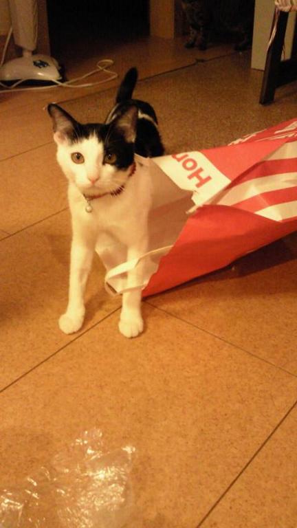 �Ҥä����äƤޤ�
