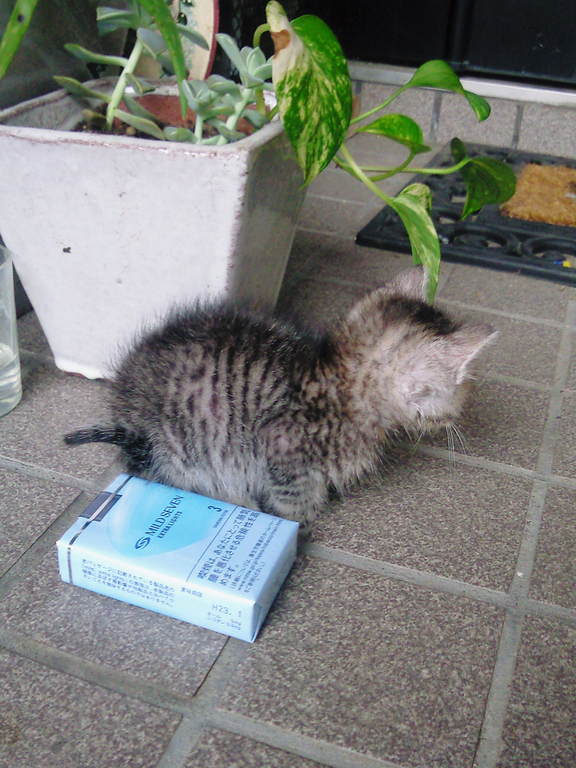 ���ä����Ǥ���