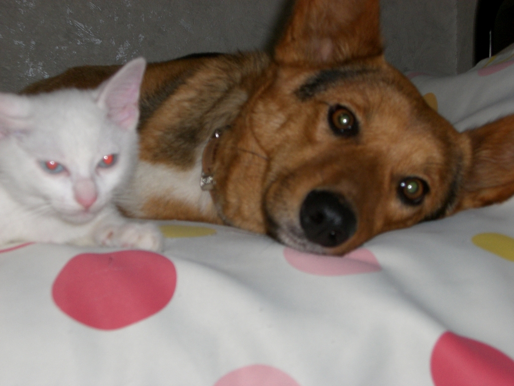 �ޤ�ǿƻҤΤ褦�ʡ�����