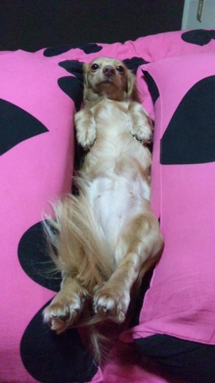 ���δֹ�����Chu!!��