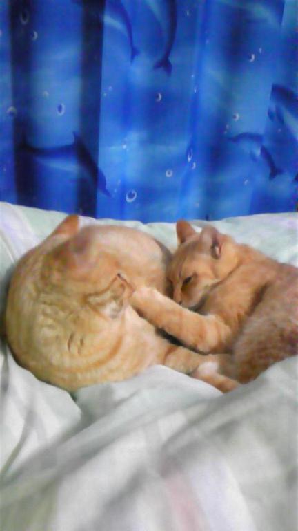 ǭ�����ĤǤޤ뤯�ʤ��