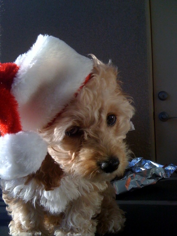 merry xmas!!!