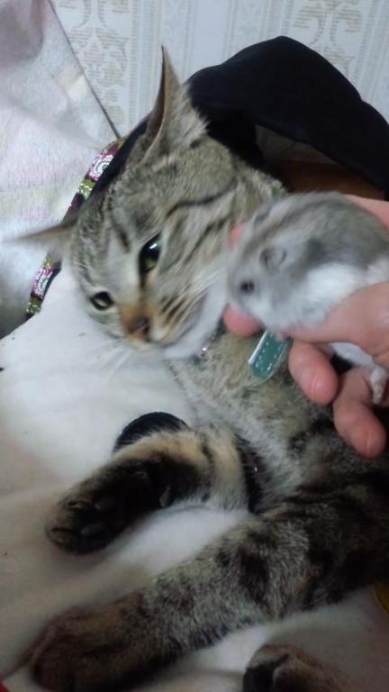 �ʤ��褷!? �ʤ��褷!?