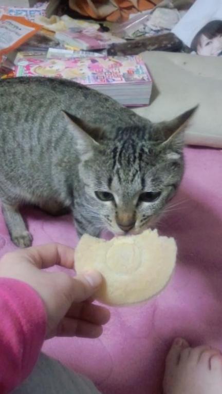 �ʤˤ��졩���������͡�