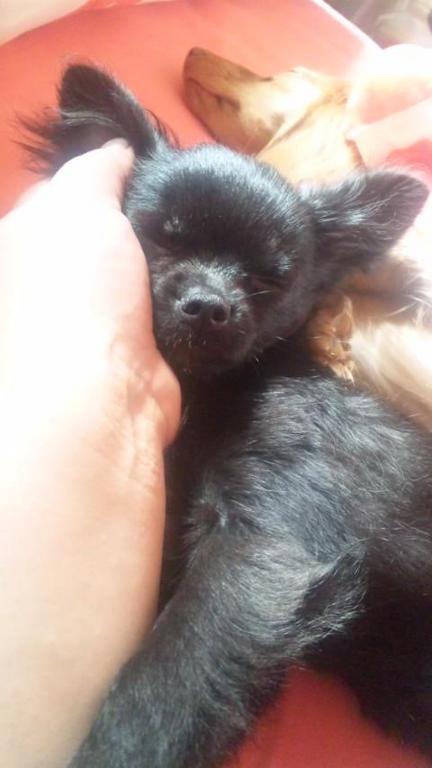 �ώϤμ������(-.-)zzZ