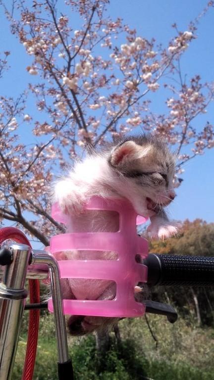 �ɥ�󥯥ۥ�����Ȼ�ǭ