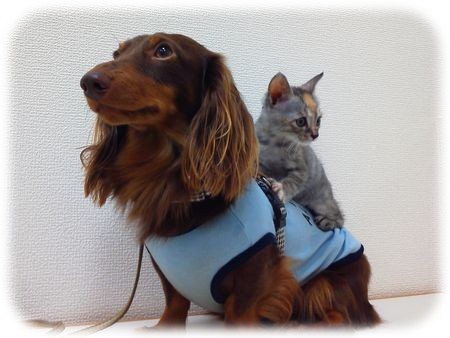 ��ǭ������ä��饤���󥭥������㥤������