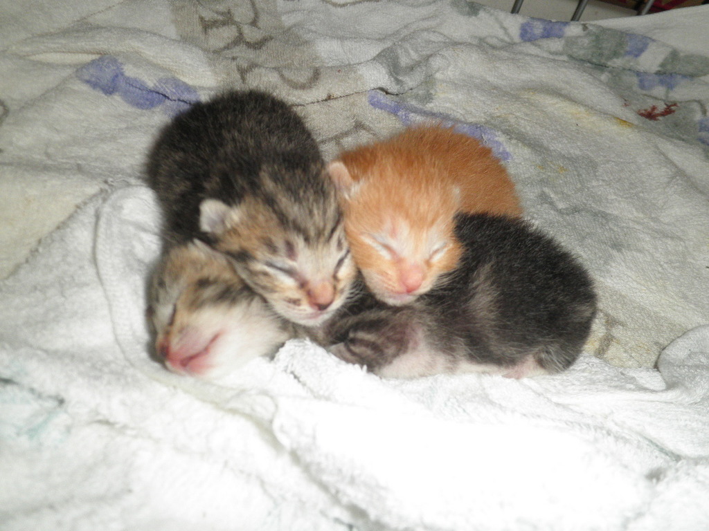 �ɤ��(=^��^=)