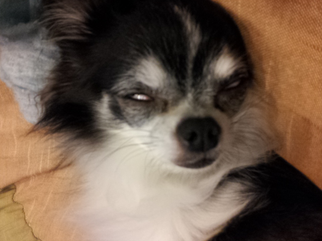�����������Ǥ��ʤ�(-.-)Zzz��