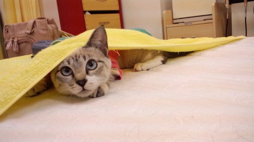 �����ʤ鸫�Ĥ���ʤ���
