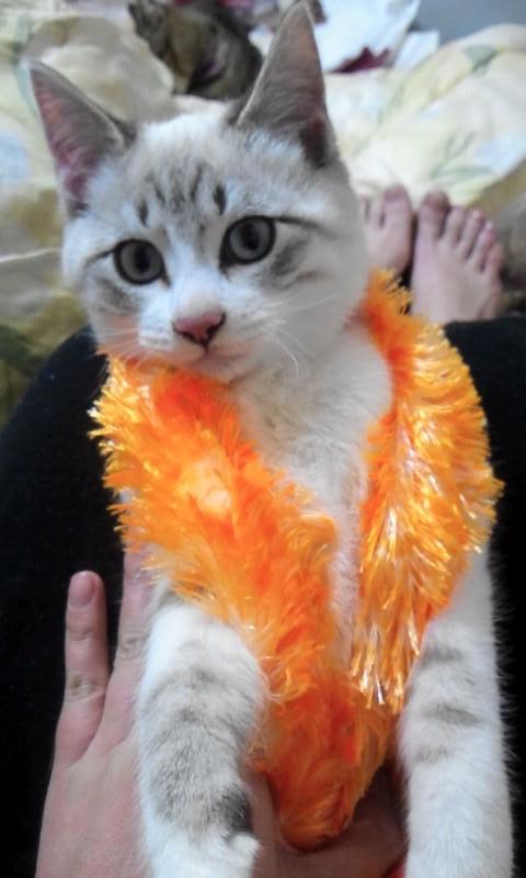 �ۥ��ȡ�