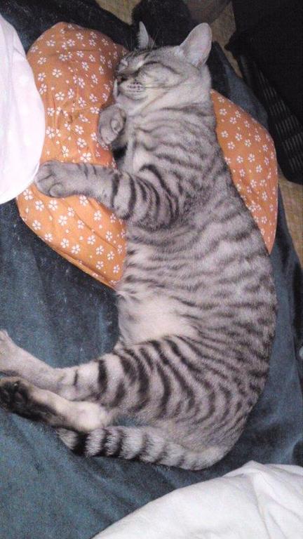 MY MAKURA...