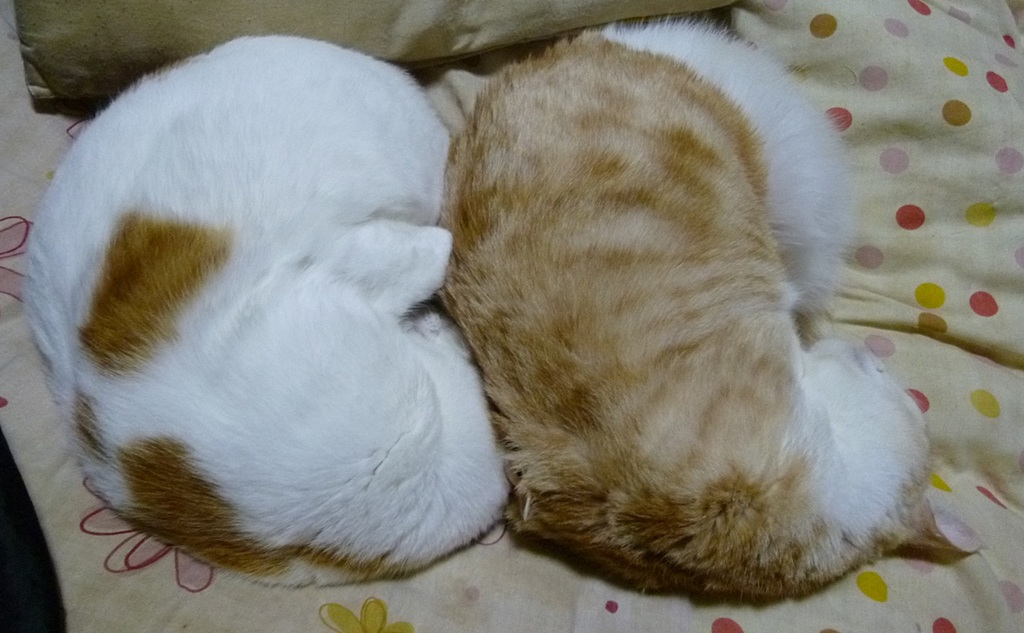 �ʡ������衦������