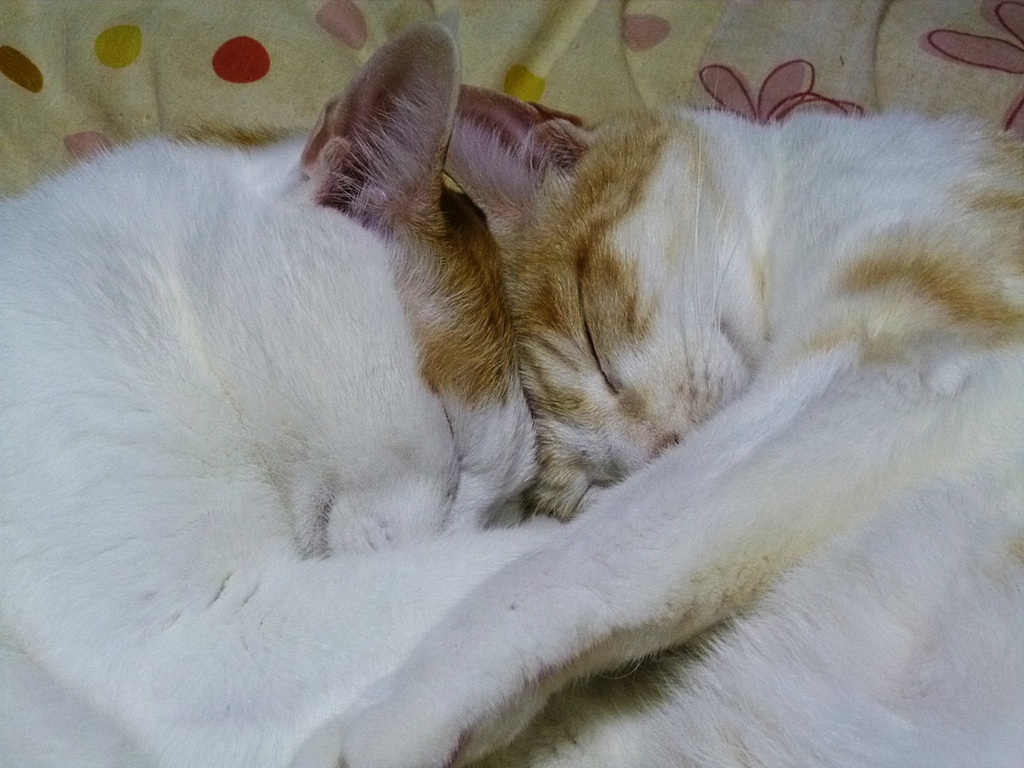 �Ͽ硩��