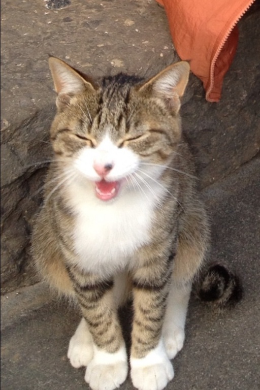 ̲���˥㡼
