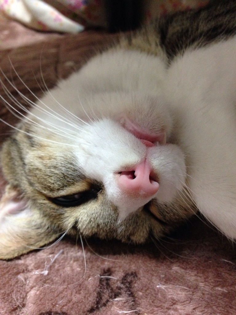 �ۥåȥ����ڥåȤ϶˳ڤ��ˤ��