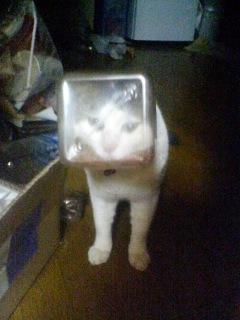 �ȡ����ʤ�(��)