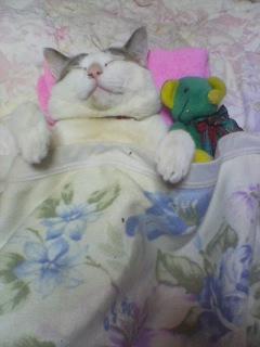 ���뿲