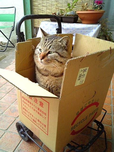 �ϵ�ˤ䤵�������ˤ��
