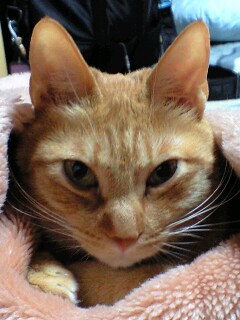 �Ӥ���ޤ줿���㡼�����