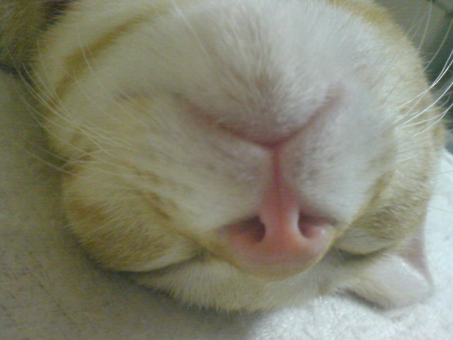 ���餽�Σ�