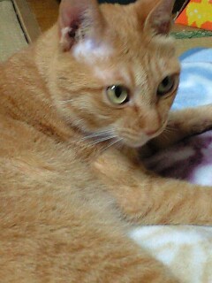�ʤ�����Ƕ��ڤ��ʡ��� �ʤ�����Ƕ��ڤ��ʡ���