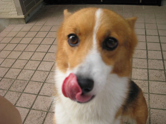 �ڥ����