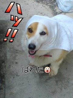 �ϥá����Ф줿