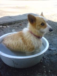 �ʤˤ�����