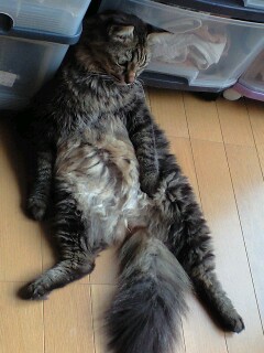 �ƥХƤ��衩 �ƥХƤ��衩