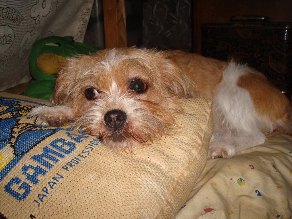 �ˤ��ʡ�
