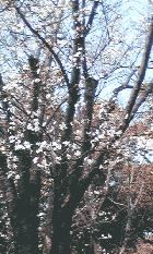��ޥ����餫�ʡ���