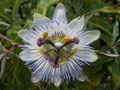 passion flower
